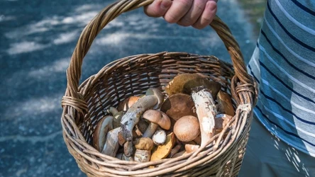 Gdzie na grzyby w okolicach Krakowa? Z tych miejsc wrócisz z pełnym koszykiem.