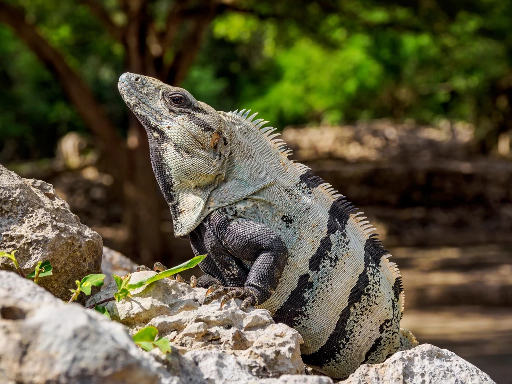 Włoch nielegalnie trzymał iguanę w domu. Wymierzono wysoką karę