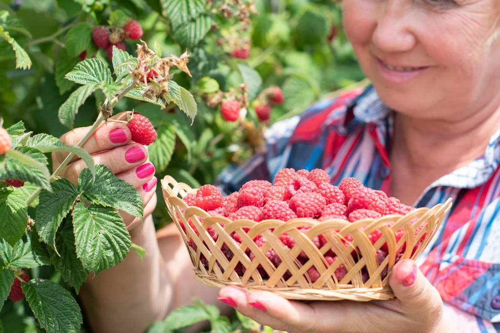 Maliny a starzenie się skóry. Naturalna ochrona przeciw zmarszczkom Maliny a starzenie się skóry. Naturalna ochrona przeciw zmarszczkom