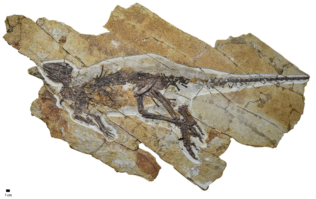 Skamieniały Pulaosaurus qinglongin skamieniały szkielet małego dinozaura zachowany w jasnej płycie skalnej, widoczne wyraźne kontury kości oraz ułożenie kończyn i ogona, fragmenty skamieniałości otoczone naturalnymi pęknięciami skał