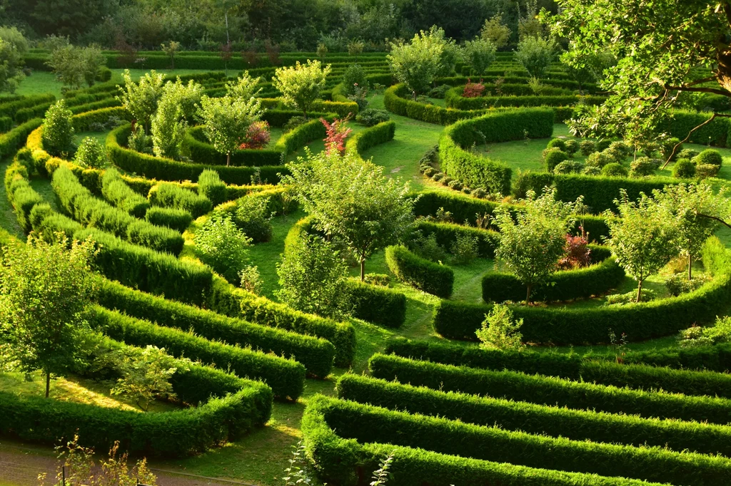 Zielony labirynt w arboretum Labirynt stworzony z wysokich, starannie przyciętych żywopłotów i otoczony licznymi krzewami oraz drzewami, pośród zieleni w słonecznej scenerii.