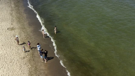 Zielone wiry pojawiły się na Bałtyku.