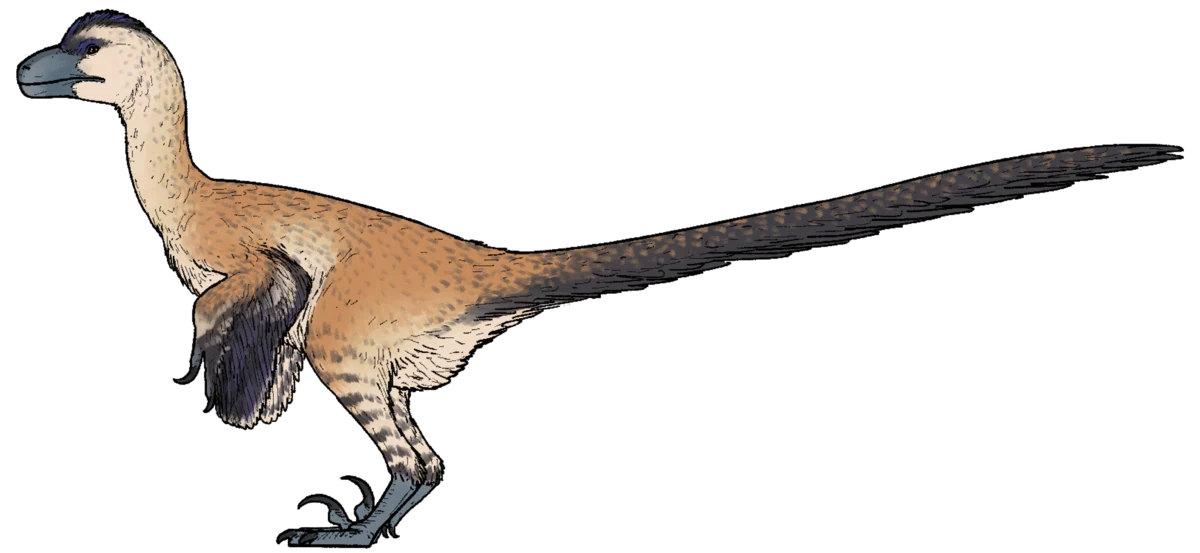 Drapieżny dinozaur z długim ogonem, piórami na kończynach przednich i smukłą sylwetką, z głową o krótkim pysku i dużych oczach, ciało ubarwione brązowo z przyciemnioną głową i kończynami