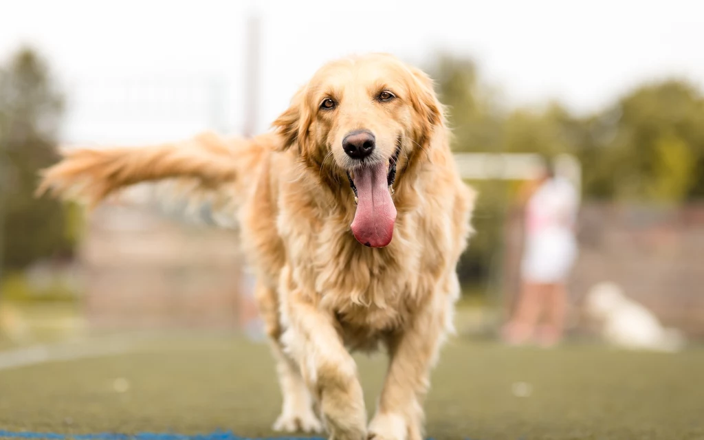 Golden retriever są narażone na choroby związane z otyłością Golden retriever są narażone na choroby związane z otyłością