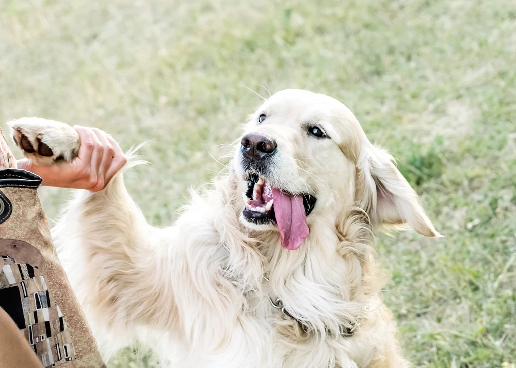 Golden retriever z szeroko otwartym pyskiem i wystawionym językiem podaje łapę osobie ubranemu w odzież moro, tło stanowi trawa.