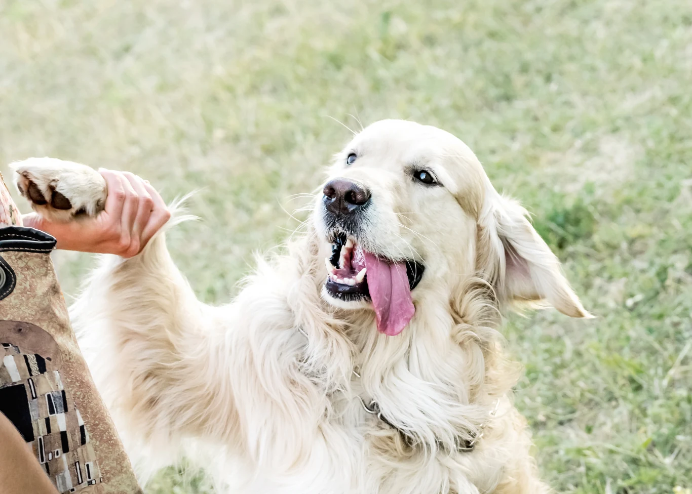 Golden retriever z szeroko otwartym pyskiem i wystawionym językiem podaje łapę osobie ubranemu w odzież moro, tło stanowi trawa.