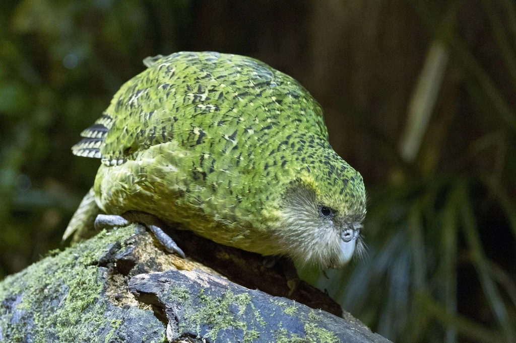 Kakapo to papuga, która nie pasuje do innych. Nie lata, żyje nocą i mieszka w norach oraz pohukuje jak sowa Kakapo to papuga, która nie pasuje do innych. Nie lata, żyje nocą i mieszka w norach oraz pohukuje jak sowa