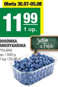 Borówka amerykańska Polski