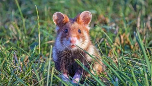 Jest krytycznie zagrożony wyginięciem. Potrzebuje pomocy człowieka