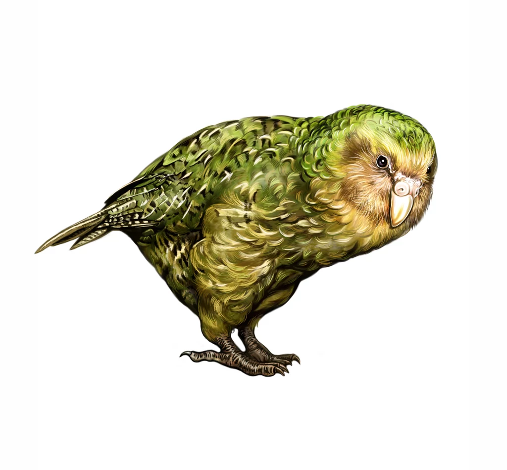 Kakapo to papuga poruszająca się pieszo. Nie potrafi latać Papuga o zielonym upierzeniu z jaśniejszym brzuchem i wyraźnym dziobem, stojąca na jednej nodze na białym tle.