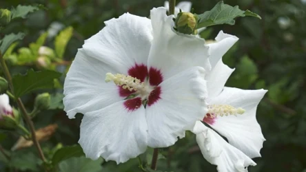 Hibiskusy warto nawozić latem, aby zachwycały urodą aż do końca października