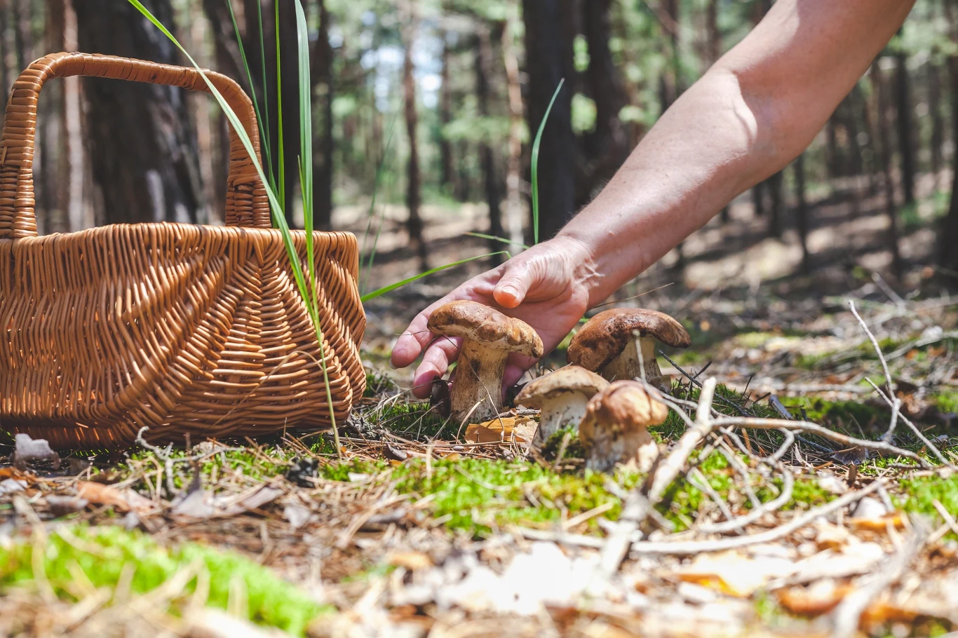 Wysyp grzybów w polskich lasach cieszy, ale i przynosi rozczarowanie. Grzybiarze narzekają z jednego powodu. 