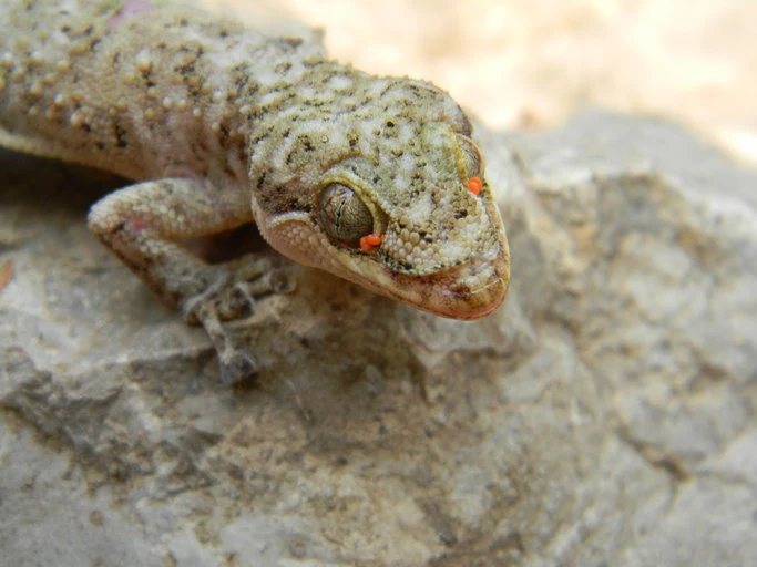 Nieduży gekon z rodzaju Phyllodactylus. To gatunek Phyllodactylus tuberculosus z Meksyku Gekon siedzący na szarej skale, z uważnie zwróconą w stronę obiektywu głową, na jego ciele widoczne drobne czerwone pasożyty przy oczach.