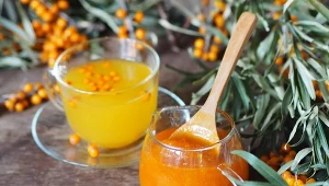 Kwaśny jak cytryna, zdrowszy niż niejeden lek. Rzadko po niego sięgamy