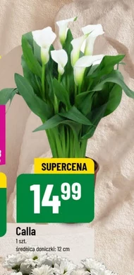 Calla