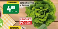 Sałata masłowa Polski