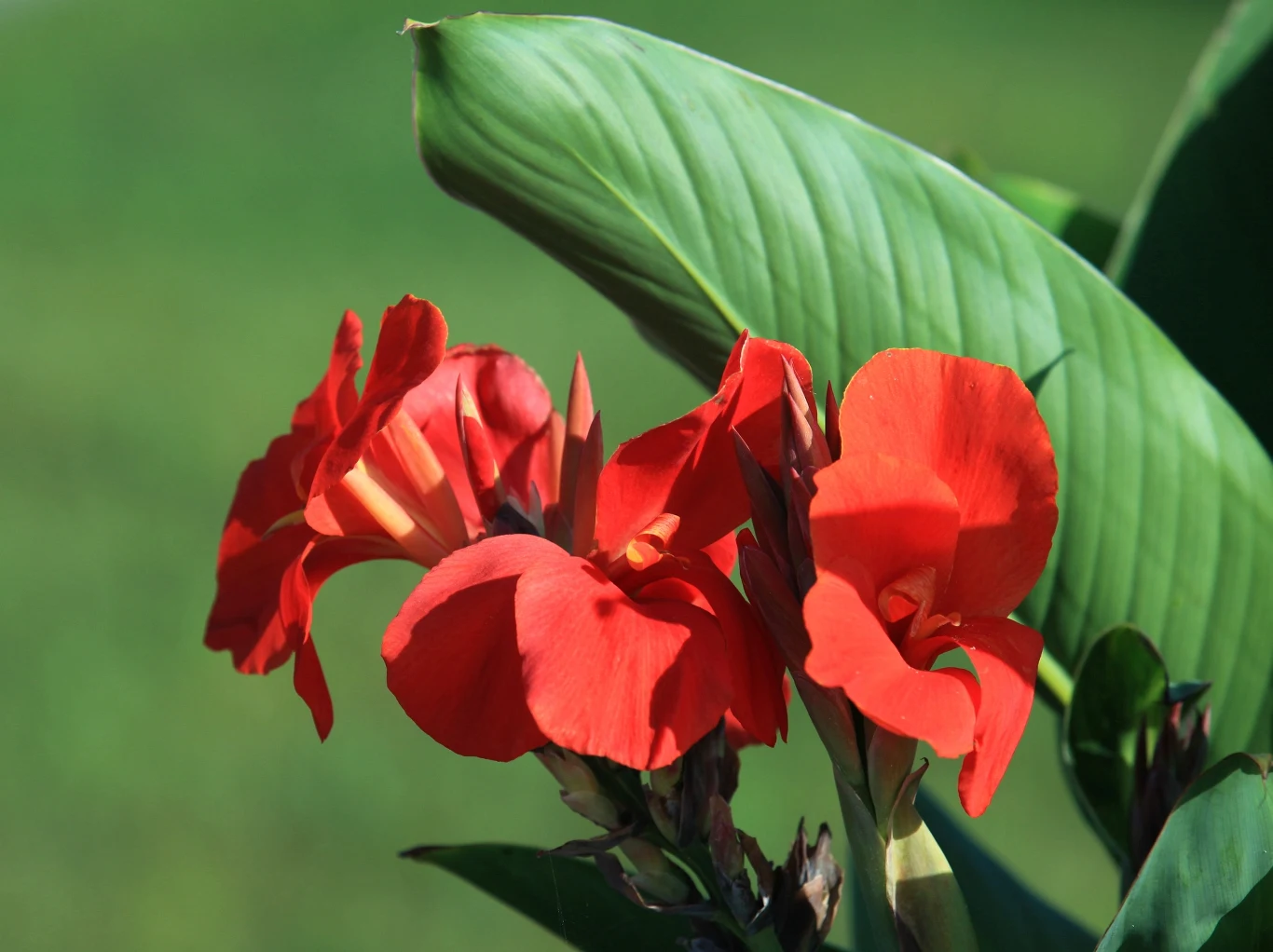 Paciorecznik ogrodowy Canna x generalis