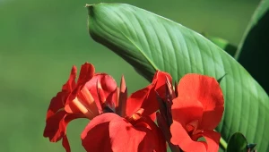 Paciorecznik ogrodowy Canna x generalis