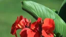 Paciorecznik ogrodowy Canna x generalis