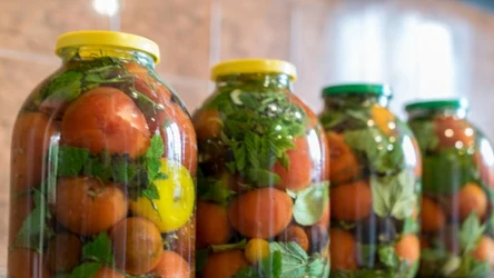Kiszone pomidory — najlepszy sposób na zachowanie ich smaku na dłużej