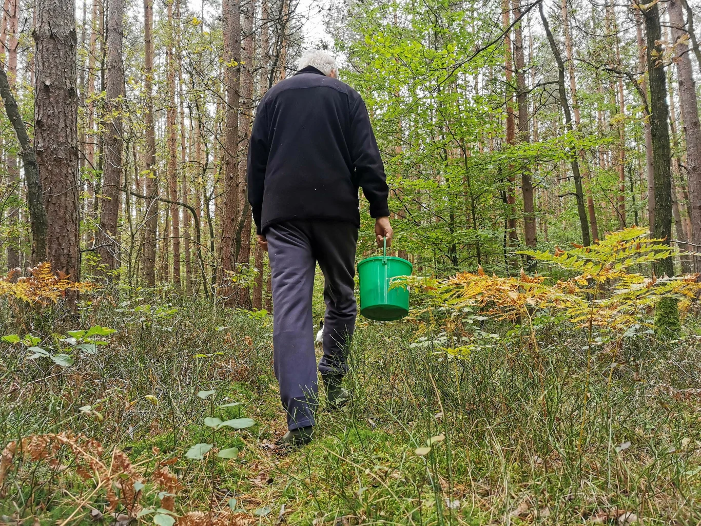 Jeśli wybierasz się na grzyby, zwróć uwagę na oznaczenia na drzewach Starszy mężczyzna idący przez las z zielonym wiaderkiem w ręku, otoczony drzewami i paprociami, pośród naturalnej ściółki leśnej.
