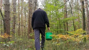 Zgubił się na grzybach, w lesie spędził trzy dni. Co zrobić, by uniknąć takich sytuacji?