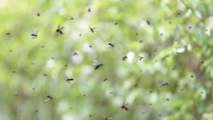 Atak komarów i kleszczy w Polsce. Mają sposób, żeby przetrwać suszę i chłód