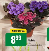 Фіалка