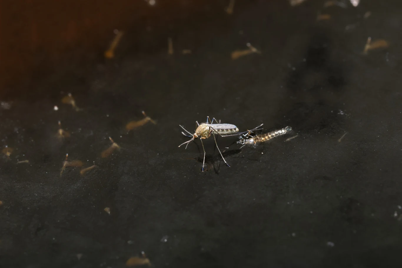 Samice komarów składają niekiedy jaja w sporej odległości od wody, ale po intensywnych opadach są spłukiwane do tworzących się kałuż i tam mogą się masowo rozwijać. Komar siedzący obok swojej larwy na powierzchni wody, ciemne tło podkreśla detale owadów.