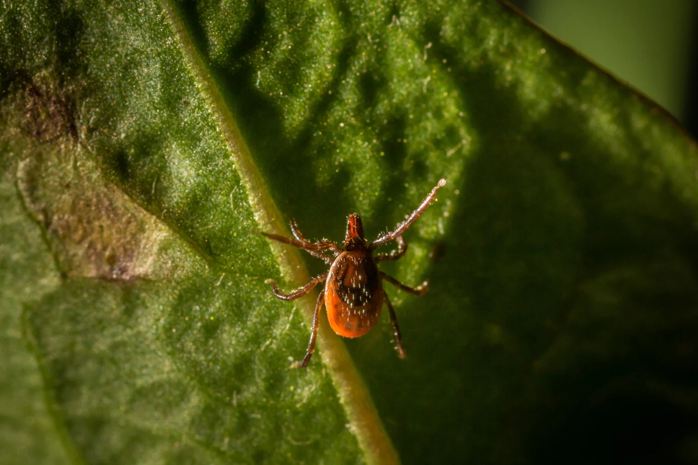 Kleszcze mogą być nosicielami groźnych chorób Kleszcz siedzący na zielonym liściu, widoczny z góry z wyraźnie zaznaczonym odwłokiem w czerwonym kolorze, szczegóły ciała podkreślone światłem, tło rozmyte, co uwydatnia owada.
