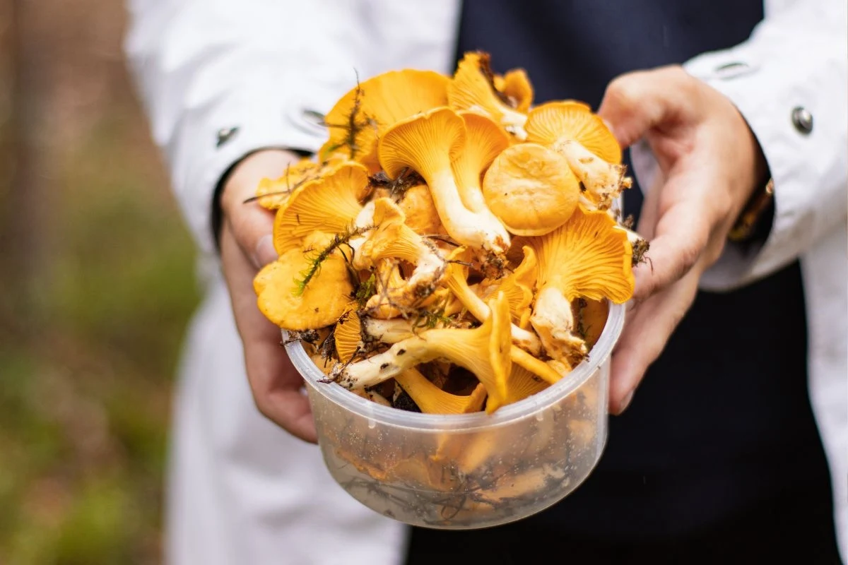 Ręce trzymają przezroczyste plastikowe pudełko wypełnione świeżo zebranymi kurkami, wokół których widoczne są resztki igieł sosnowych i ziemi.
