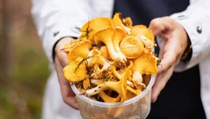 Sprytny sposób na czyszczenie kurek. Piasek i mech same się odczepiają
