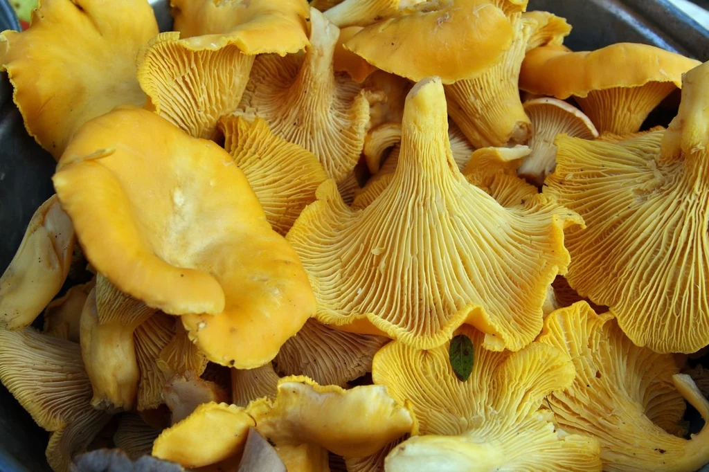 Idealnie oczyszczone kurki bez grama piasku Żółte, charakterystycznie powyginane kapelusze i blaszki kurki, ułożone blisko siebie, świeże, nieuszkodzone grzyby stanowią główny element kadru.