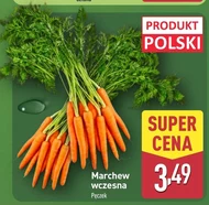 Marchew Polski