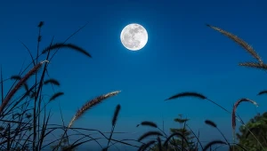 Zbożowy Księżyc nie zostawi jeńców. Niektóre znaki zodiaku czeka wstrząs 