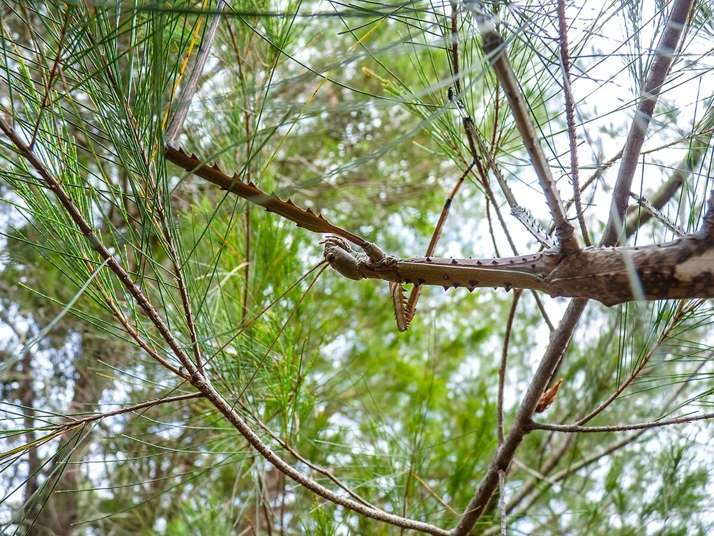 Ogromny patyczak z rodzaju Acrophylla (tu rodzaj Acrophylla titan). Wygląda jak gałąź Ogromny patyczak z rodzaju Acrophylla (tu rodzaj Acrophylla titan). Wygląda jak gałąź