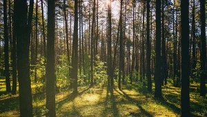 Leśny raj w samym środku aglomeracji. Zaledwie 10 km od centrum Katowic znajduje się rezerwat Last Murckowiski / fot zdj. ilustracyjne