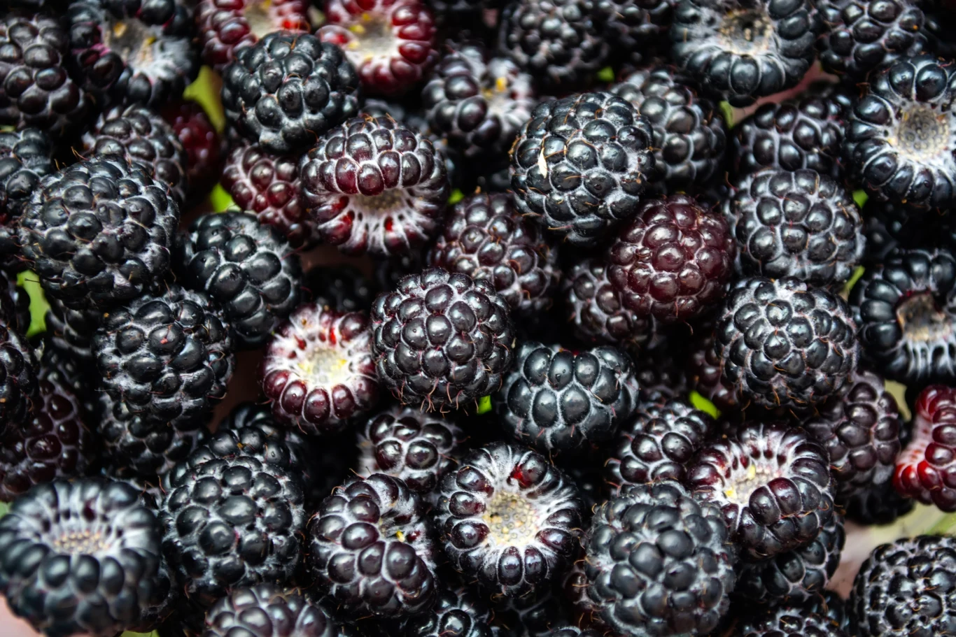 Jakie właściwości ma czarna malina? Jakie właściwości ma czarna malina?
