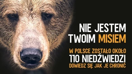 "Nie jestem Twoim misiem" - materiały Zielonej Interii