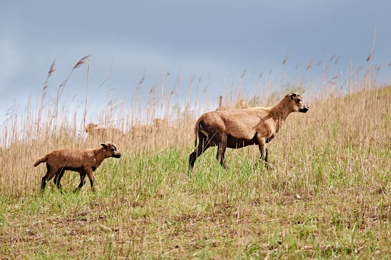 Samica muflona i młode idące po zielonym wzgórzu, w tle wysokie trawy i pochmurne niebo.