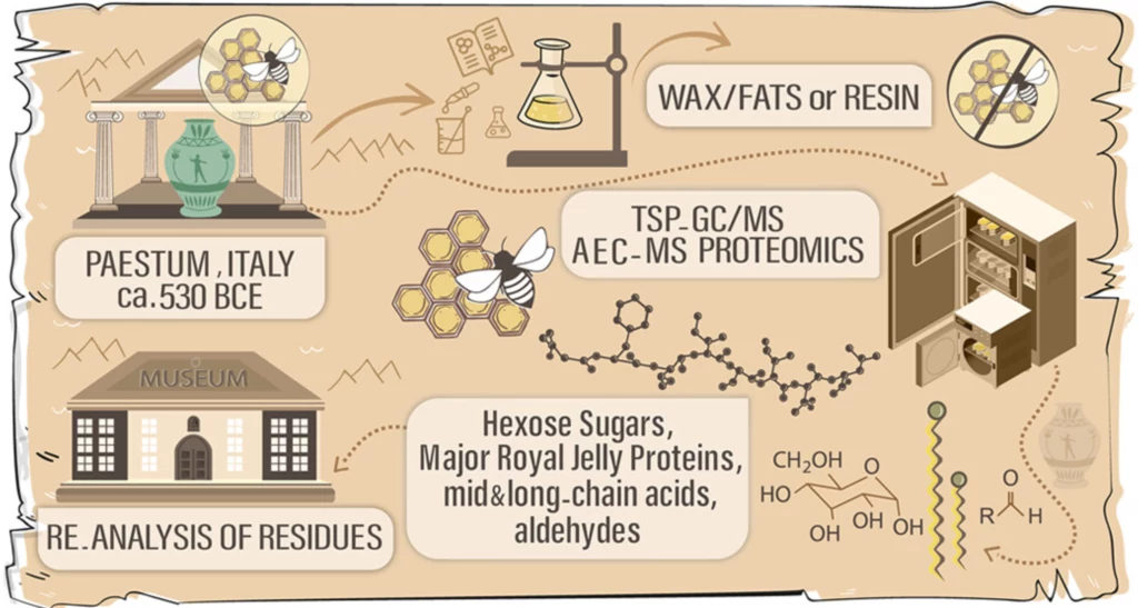 Infografika przedstawia proces analizy chemicznej pozostałości organicznych w antycznym naczyniu z ok. 530 roku p.n.e. odnalezionym w Paestum we Włoszech. Scena obejmuje symbole muzeum, laboratorium z odczynnikami, analizę chemiczną i wykres wzorów che...