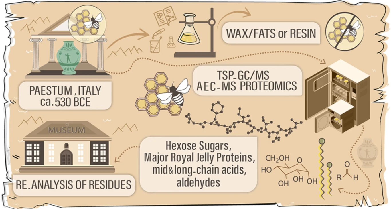 Infografika przedstawia proces analizy chemicznej pozostałości organicznych w antycznym naczyniu z ok. 530 roku p.n.e. odnalezionym w Paestum we Włoszech. Scena obejmuje symbole muzeum, laboratorium z odczynnikami, analizę chemiczną i wykres wzorów che...