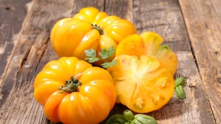 Pomidory ananasowe są niesamowicie słodkie. 