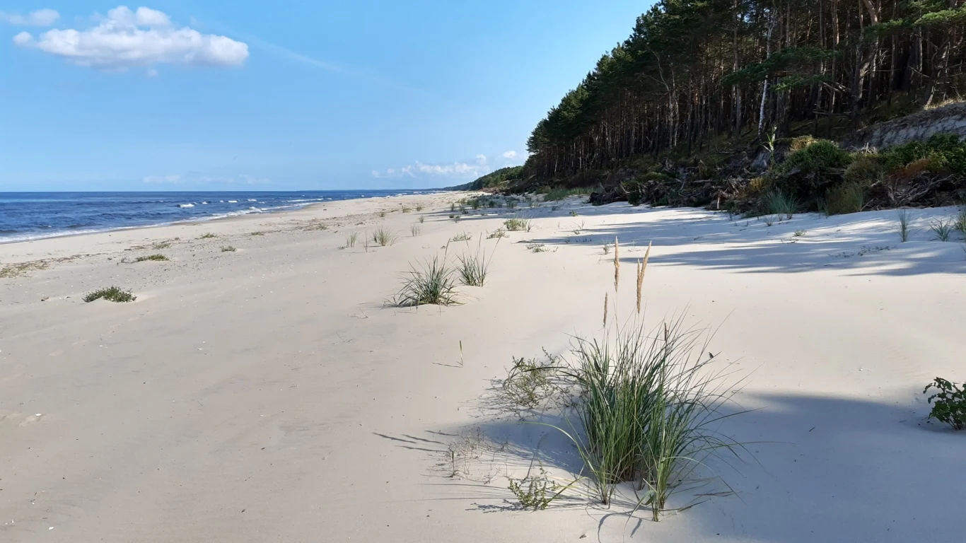 Piaszczysta plaża nad morzem, porośnięta kępami traw i otoczona lasem sosnowym, fale delikatnie rozbijają się o brzeg, a niebo jest bezchmurnie niebieskie z pojedynczym obłokiem.