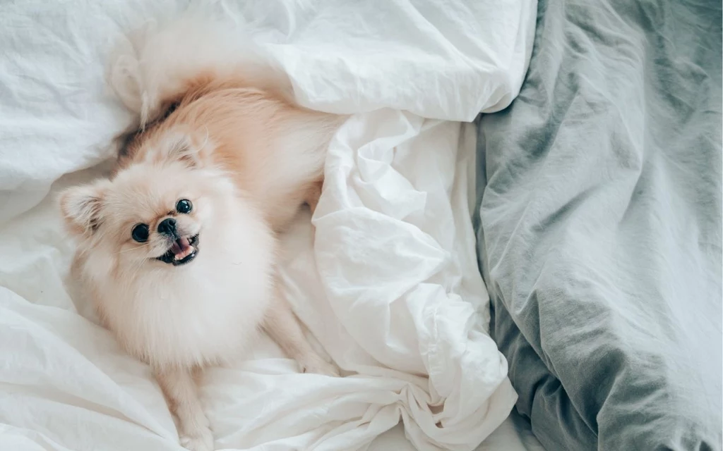 Mały, puszysty pies rasy pomeranian leży na białej, lekko pogniecionej pościeli, patrzy w stronę obiektywu z radosnym wyrazem pyska, a tło stanowi fragment szarej narzuty.
