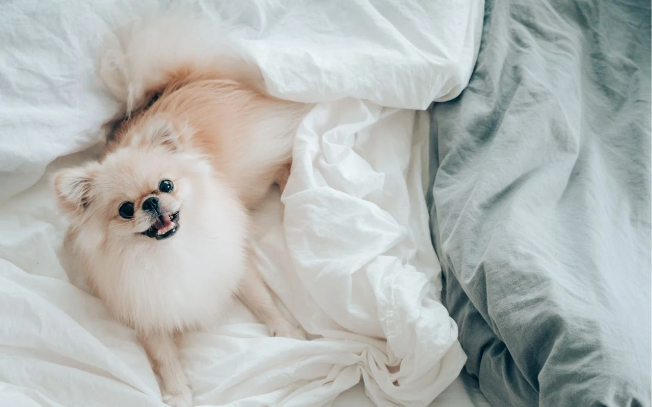 Mały, puszysty pies rasy pomeranian leży na białej, lekko pogniecionej pościeli, patrzy w stronę obiektywu z radosnym wyrazem pyska, a tło stanowi fragment szarej narzuty.