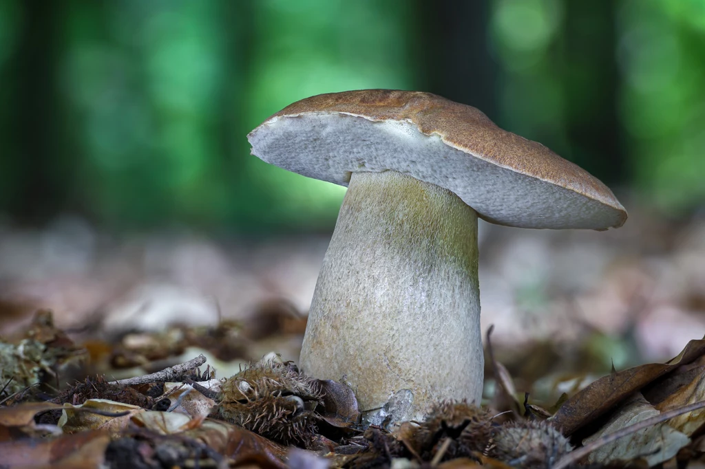 Nadszedł czas na Boletus reticulatus, czyli borowiki usiatkowane Nadszedł czas na Boletus reticulatus, czyli borowiki usiatkowane