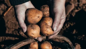 Podręczniki do napisania na nowo. Ziemniaki wzięły się od romansu pomidora