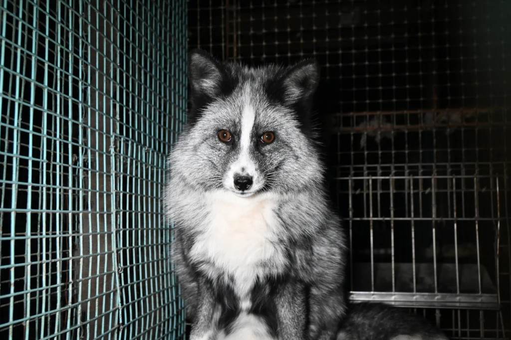 Srebrny lis siedzi w metalowej klatce, otoczony metalowymi prętami, o intensywnym spojrzeniu i gęstej, szaro-czarnej sierści.