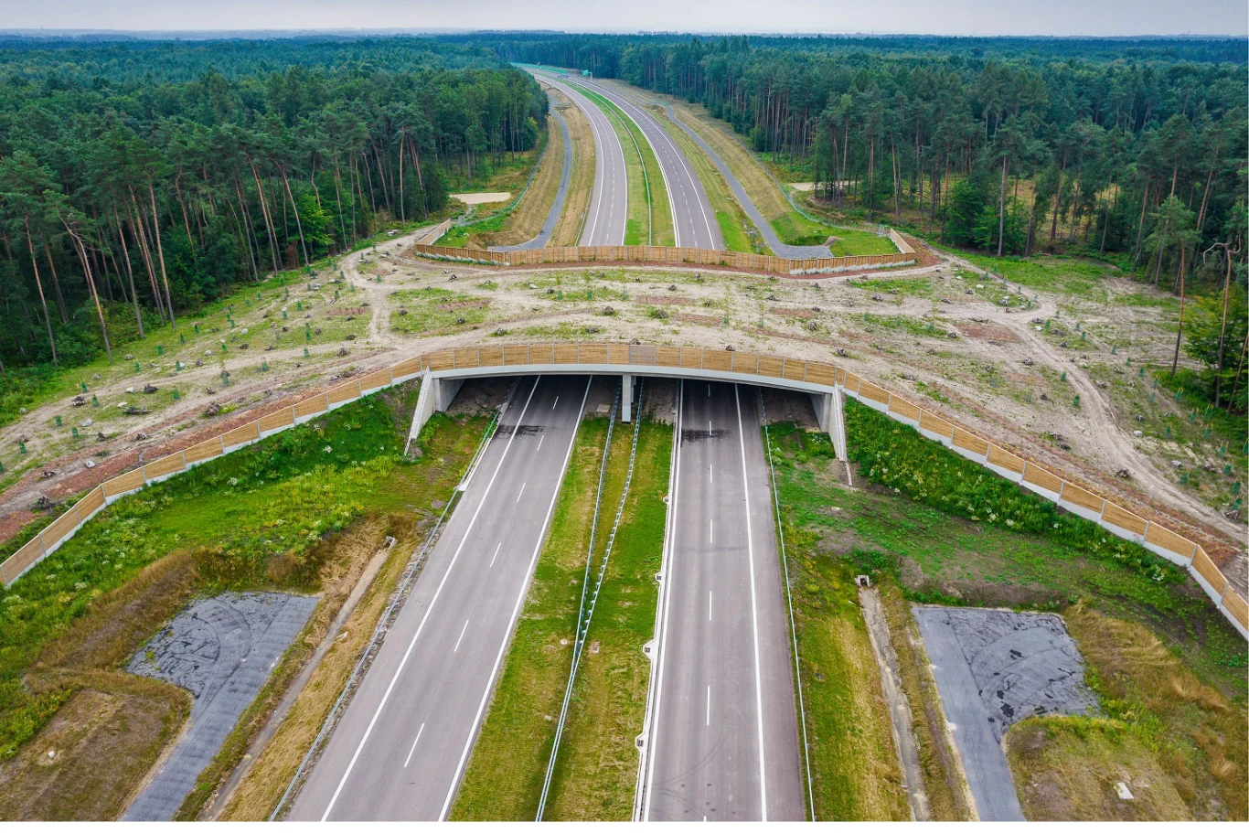 Dwupasmowa autostrada biegnąca przez las, nad którą znajduje się zielony most dla zwierząt umożliwiający im bezpieczne przechodzenie ponad drogą, teren wokół mostu porośnięty niską roślinnością i otoczony wysokimi drzewami.